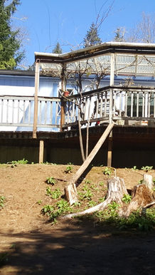 My house, with wraparound deck (partially covered) and mature wisteria