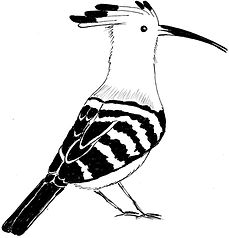 huppe de madagascar.jpg