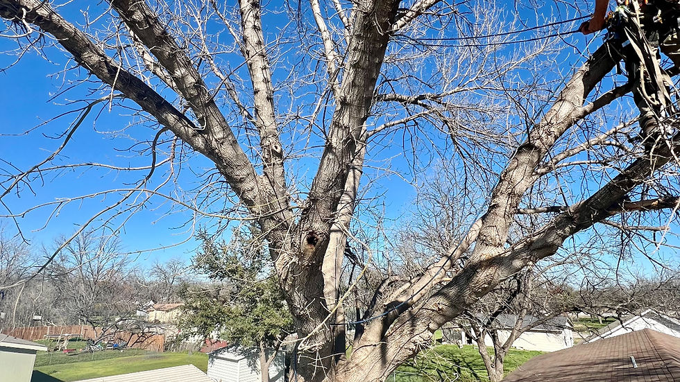 when to trim trees