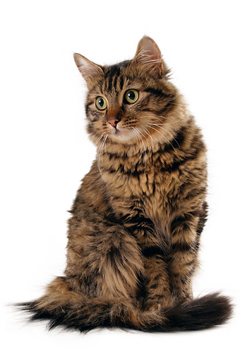 Pawzpurr Tabby Cat