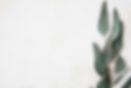 SV-Eucalyptus.jpg
