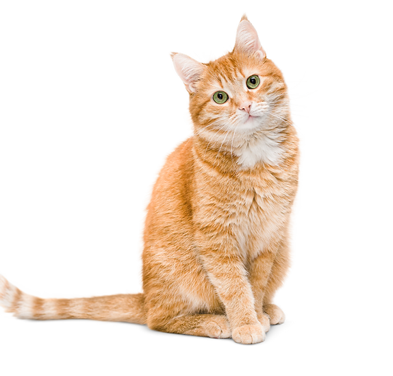 Pawzpurr orange cat