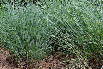 Dormant Grass