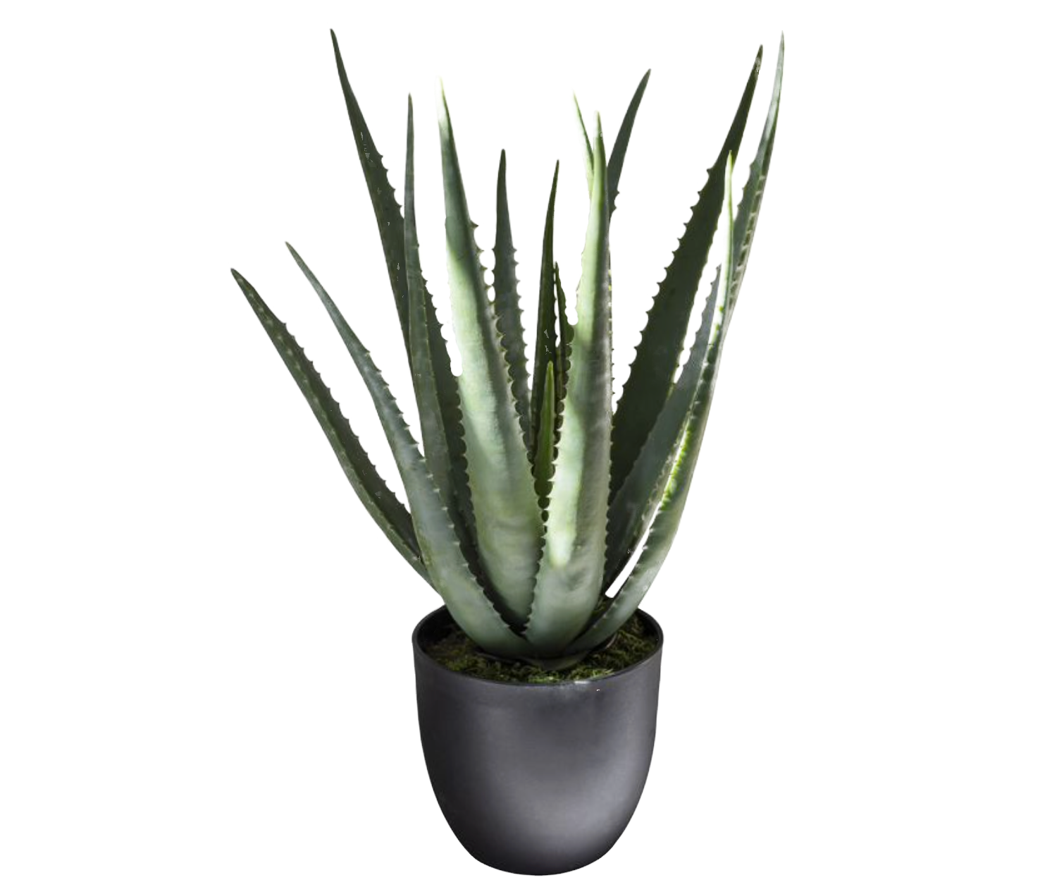 ALOE