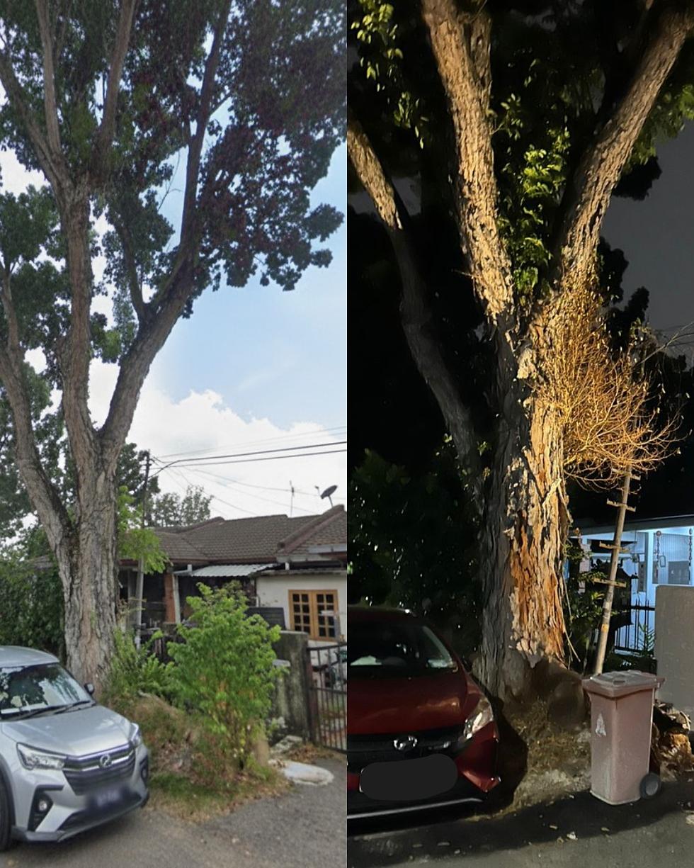 Massive four story heritage tree in front of 58 Mayang Airbnb with uplighting at night