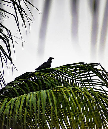 Birdie