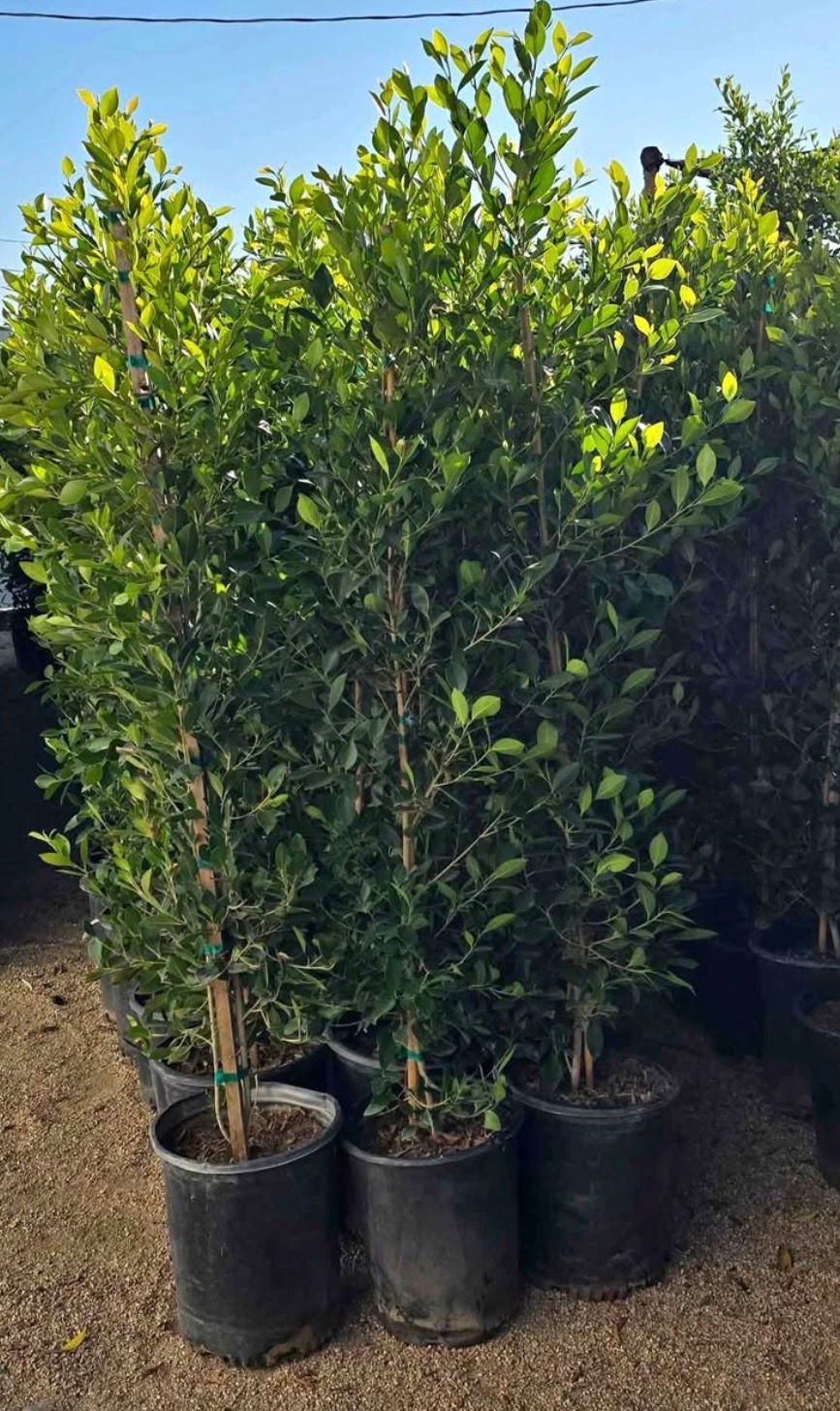 5 to 6 ft Ficus Tree