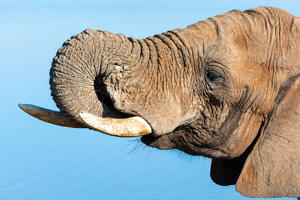 A male African Elephant drinking at a waterhole. He has two tusks and his trunk is pouring water into his mouth.
