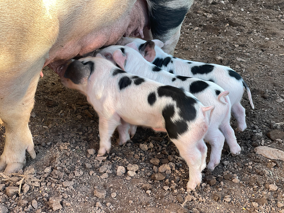 Mini Farm Camp (3-4yrs)