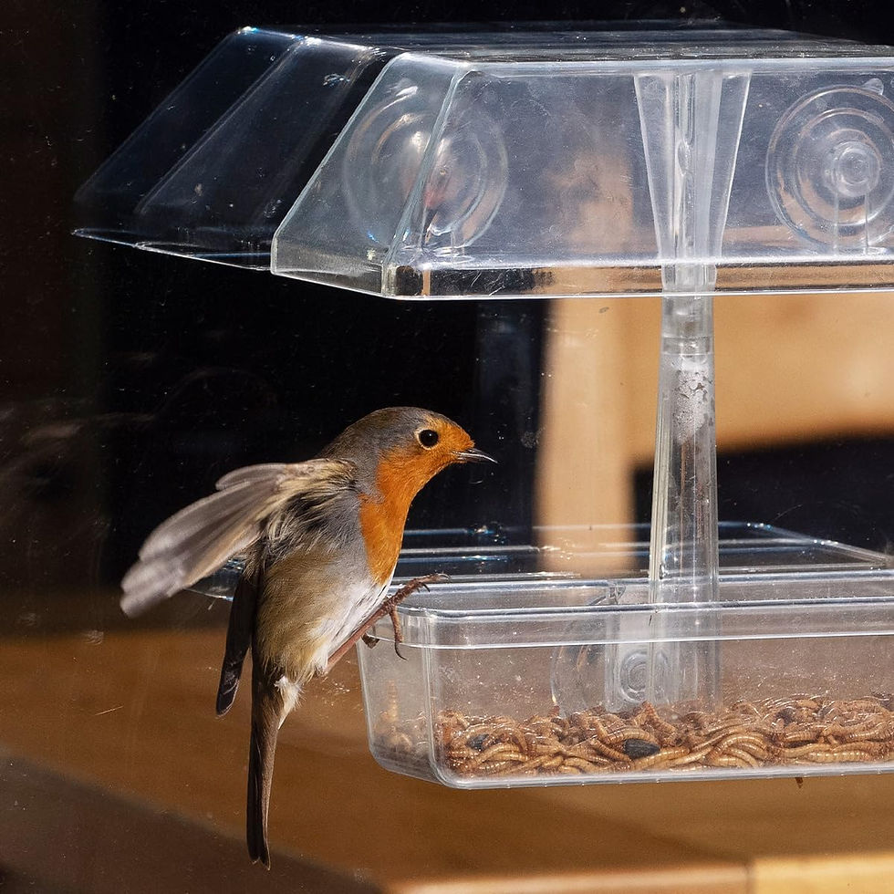 Thumbnail: Window Bird Feeder With Strong Suction Cups - Jacobi Jayne® UpClose™ Win