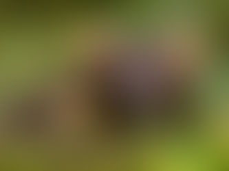 What's that coming over the hill? is it a.......