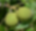 Thumbnail: Black Walnut Tincture