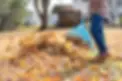 Leaf_Removal.webp_w=3840&q=75&fm=webp.webp