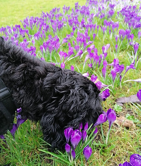 purple pup group.jpeg