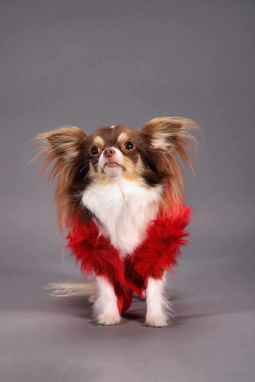 Thumbnail: Red Fun Fur