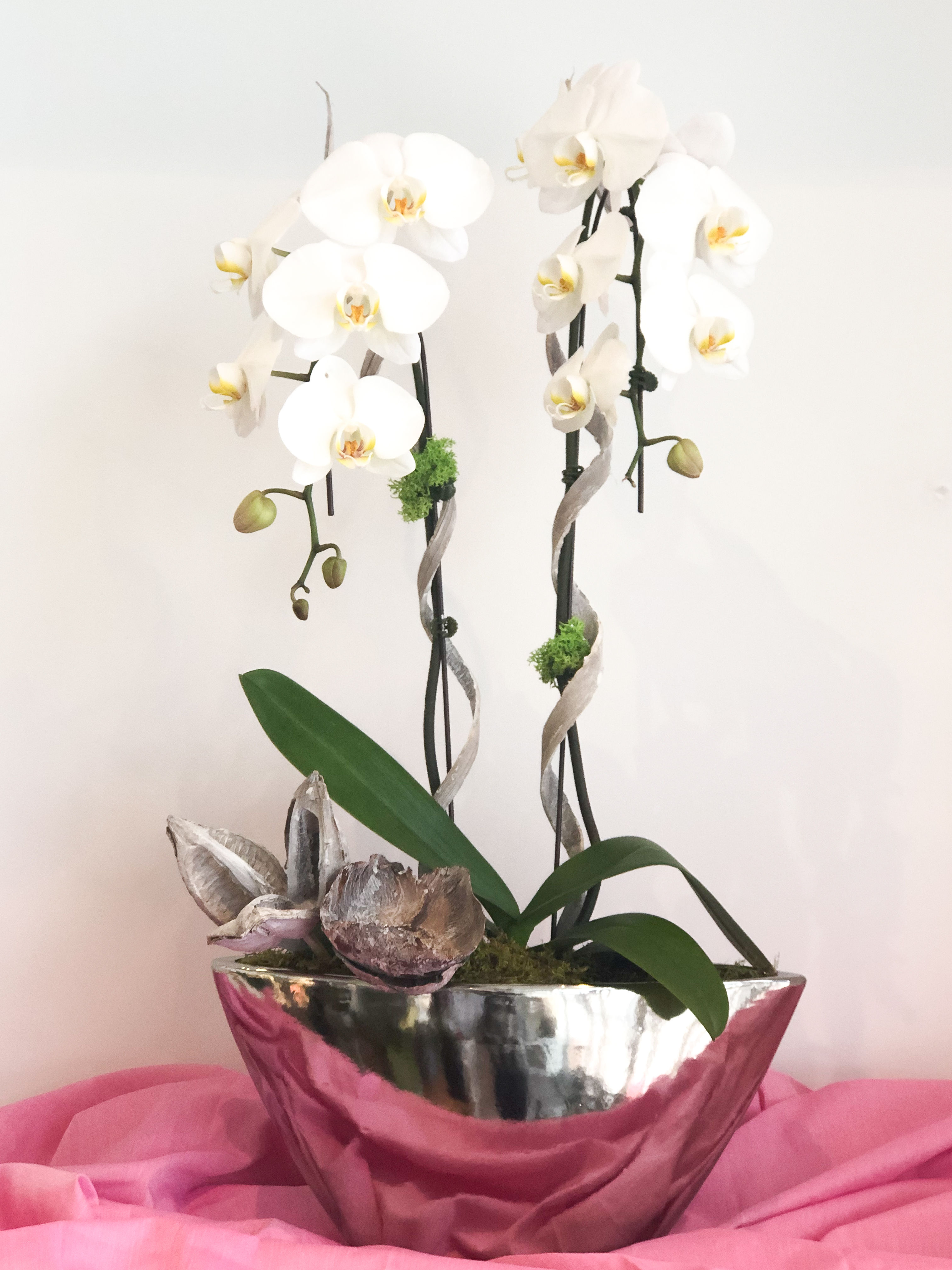 White Double Orchid