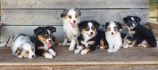 Rusty pups 8 6 23.jpg