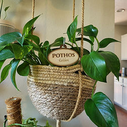 Golden Pothos hanging basket