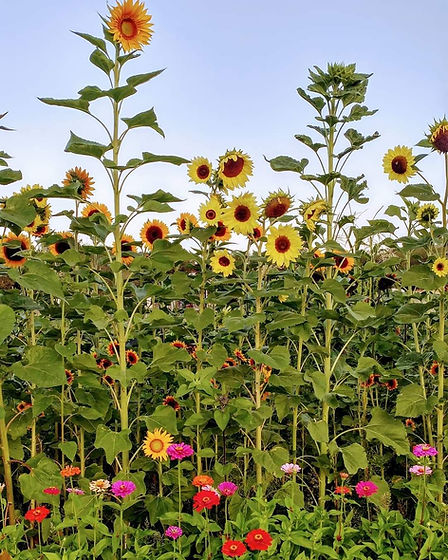 A field of sunflowers at The Farm at Young.