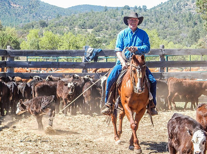 Herding cattle in Young