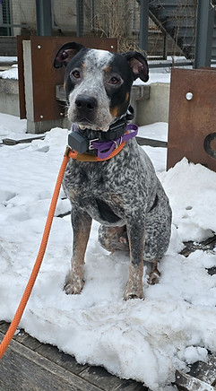 Diesel during Board and Train
