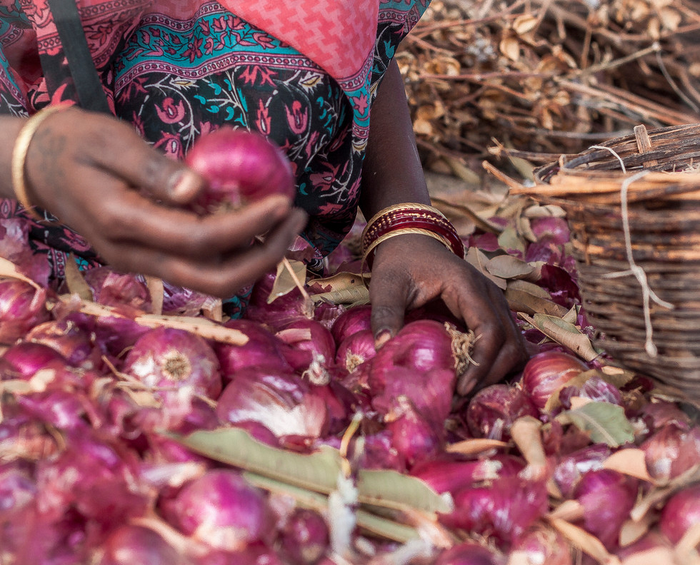 Hand Sorted Onions available only at Redraz International Pvt. Ltd - India