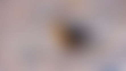 Reshaping PatchBird – and What Comes Next