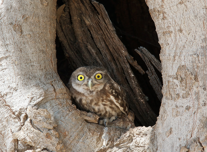 Little Owl.png