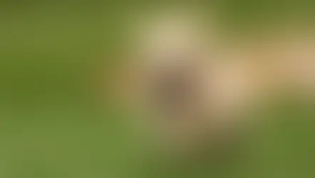 Die ersten Wochen entscheiden: Was Welpen jetzt wirklich lernen
