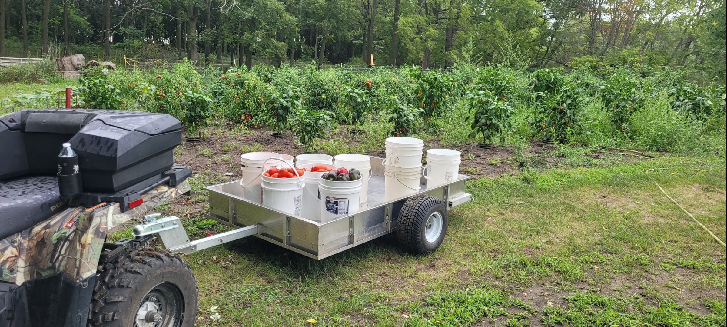 Rambo Trailer, an aluminium multi-use on and off road trailer, parked alongside a garden with buckets of tomatoes in the back of it. 