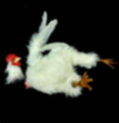 ANIMAL PROP DECAPITATION  CHICKEN