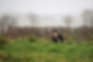 D51_8960-Edit.jpg
