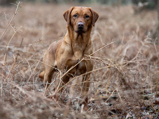 Jesper looking at the camera