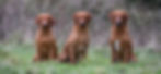 Three red boys banner.jpg