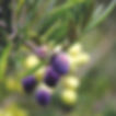 Picual olive at the perfect stage for harvest