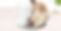 Catit Pic-02.jpg