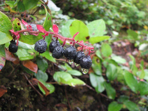 Salal Berries