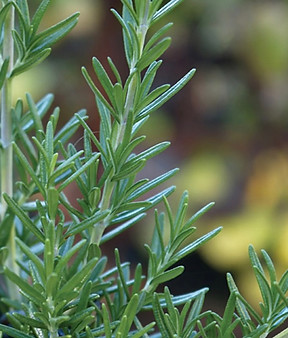 rosemary.jpeg