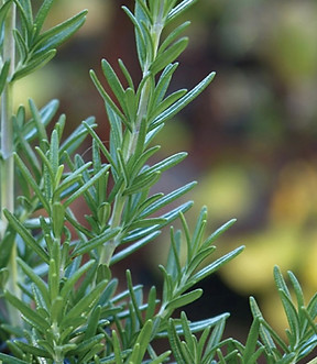 rosemary.jpeg
