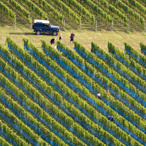 Sussex vineyards optimistic for a good 2026 vintage