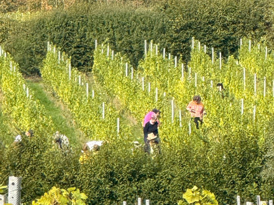Harvest 2026 at Oxney Estate: Grape expectations for Sussex wine