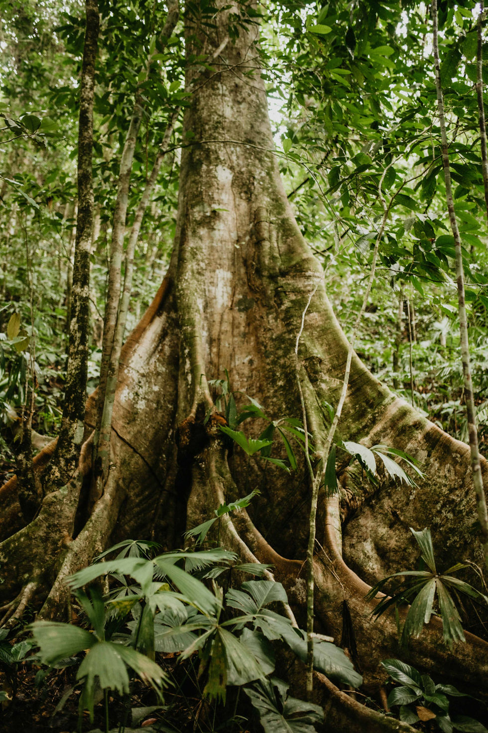 when ayahuasca goes wrong