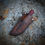 Thumbnail: Grail Rocked Nomad/Ember Red Burl