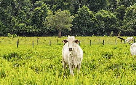 Crédito para integração Lavoura-Pecuária-Floresta (ILPF): análise de risco e retorno para o credor