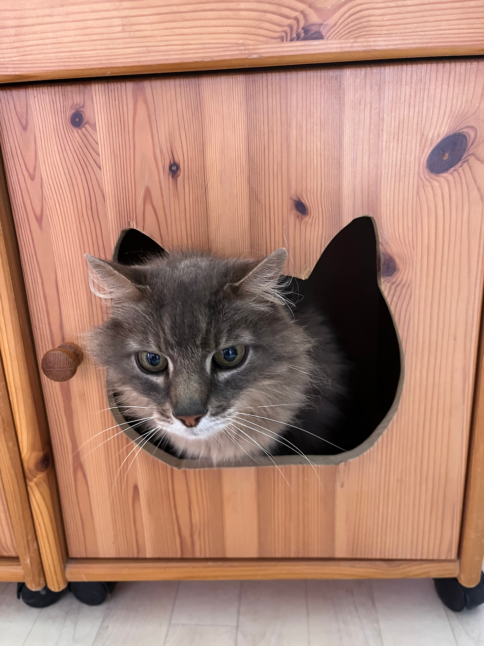 Chatification - Les Joyaux d'Ormoie - Pension Féline - Loir-et-Cher (41)