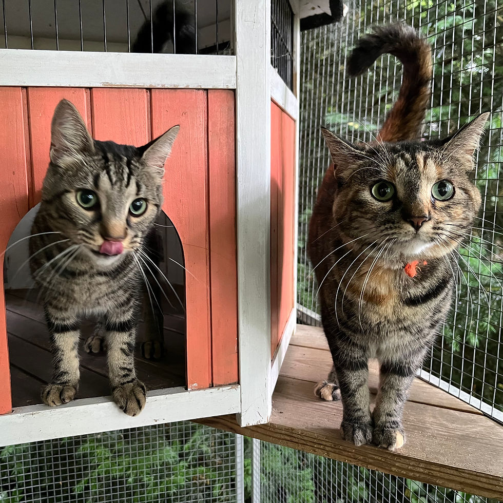 Les Lodges du Parc - Les Joyaux d'Ormoie - Pension Féline - Loir-et-Cher (41)