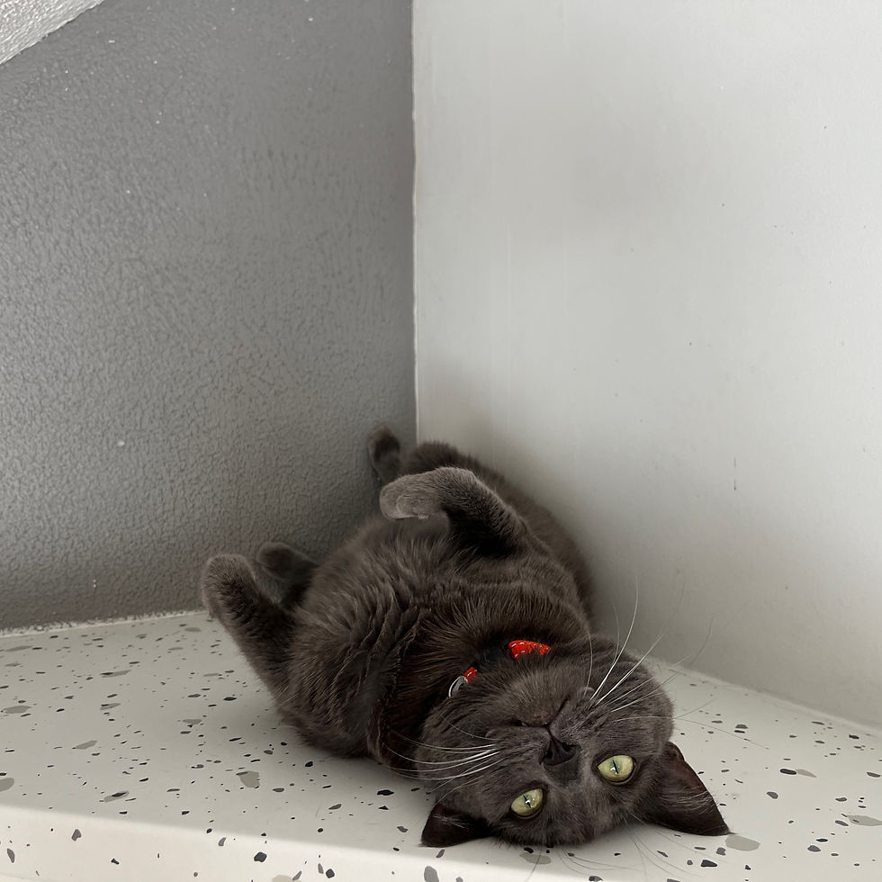 La Chambre de la Grange aux Chats - Les Joyaux d'Ormoie - Pension Féline - Loir-et-Cher (41)