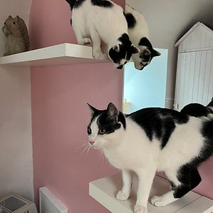 La Chambre de la Grange aux Chats - Les Joyaux d'Ormoie - Pension Féline - Loir-et-Cher (41)