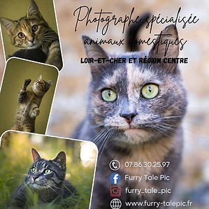 Photgraphe - Fury Tale Pic - Les Joyaux d'Ormoie - Pension Féline - Loir-et-Cher (41)