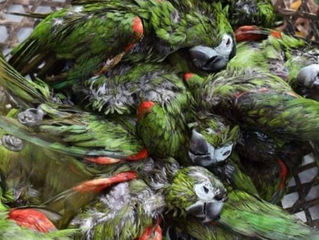 A CONSECUENCIA DEL TRAFICO DE AVES MUEREN 47 LOROS Y GUACAMAYAS